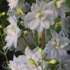 Delphinium Elatum